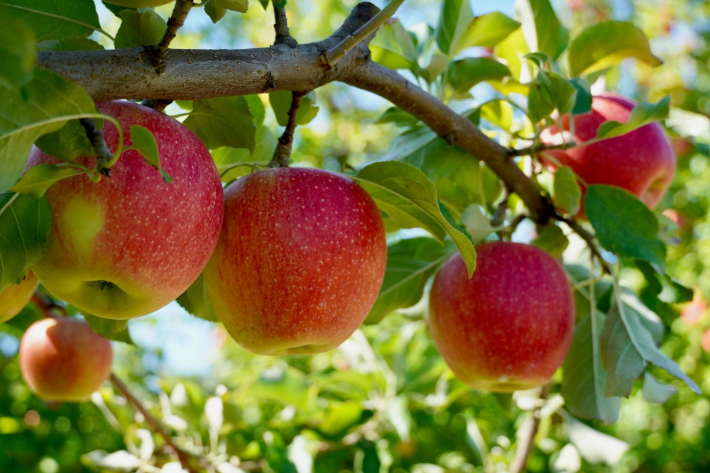 Apple Orchard in Stillwater MN